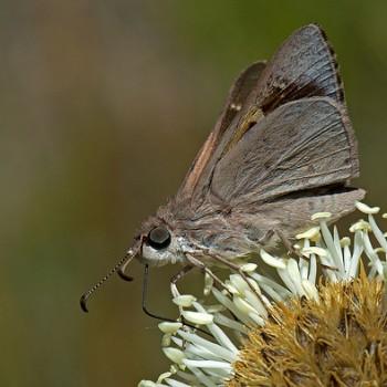 Mesodina cyanophracta