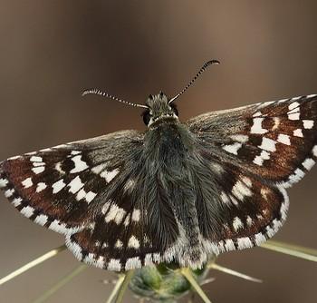 Pyrgus cinarae