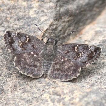 Sarangesa purendra