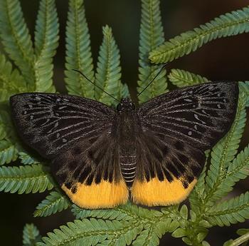 Mooreana trichoneura