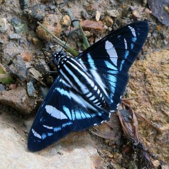 Jemadia pseudognetus