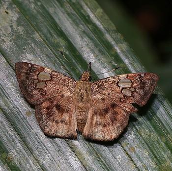 Coladenia laxmi