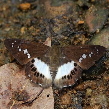 Tagiades calligana