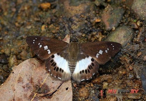 Tagiades calligana