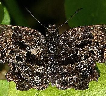 Antigonus liborius