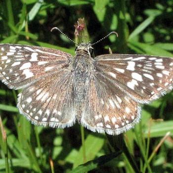 Pyrgus philetas
