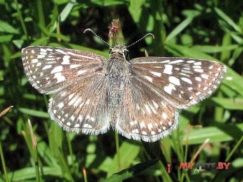 Pyrgus philetas