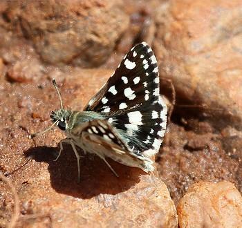 Spialia dromus