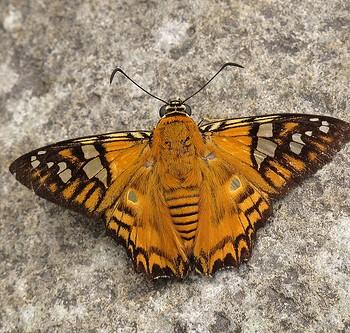 Myscelus amystis