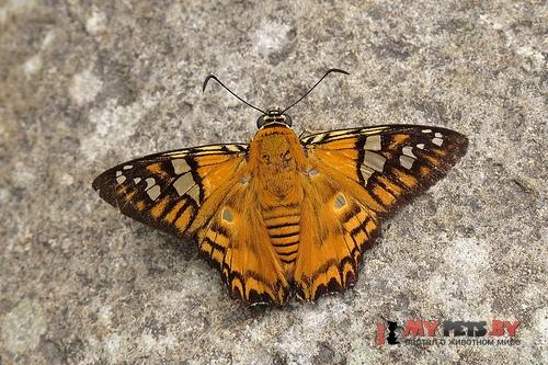 Myscelus amystis