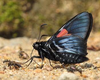 Mimoniades nurscia