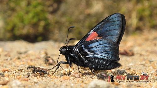 Mimoniades nurscia
