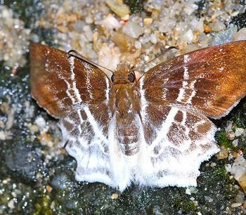 Odontoptilum pygela