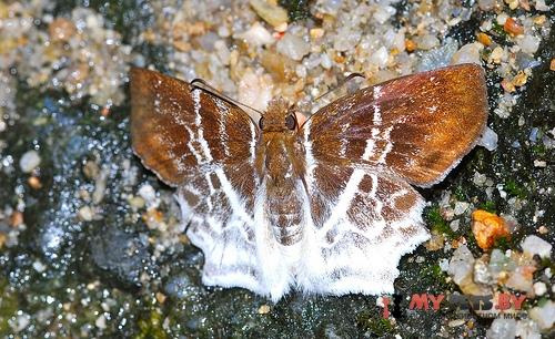 Odontoptilum pygela
