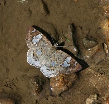 Coladenia maeniata