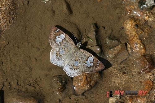 Coladenia maeniata