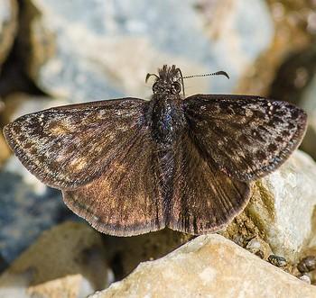 Erynnis icelus