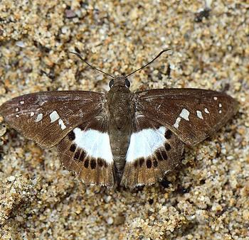 Seseria affinis