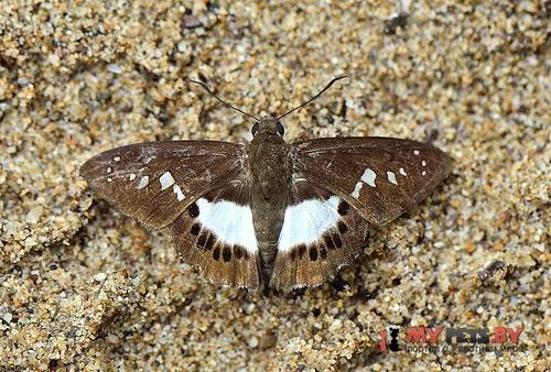 Seseria affinis