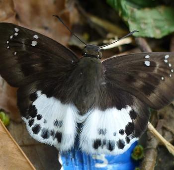 Tagiades menaka
