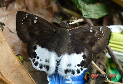 Tagiades menaka