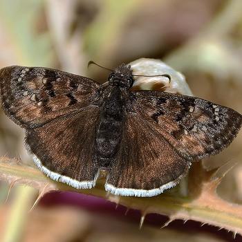 Erynnis tristis