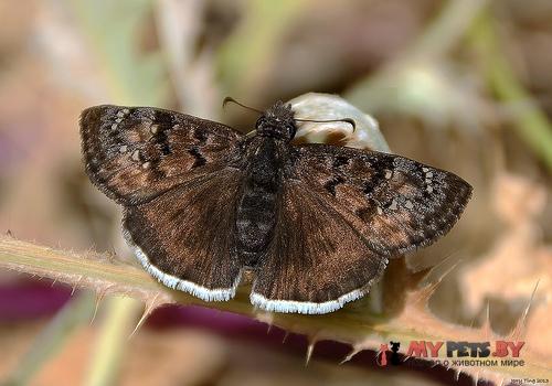 Erynnis tristis