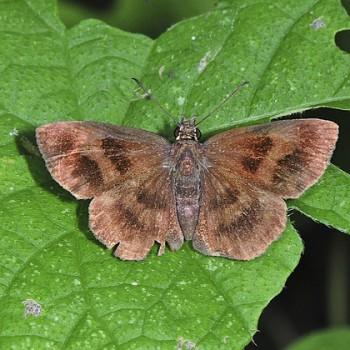 Staphylus iguala