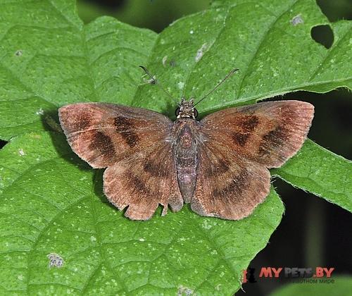 Staphylus iguala