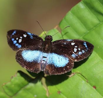 Pythonides lerina