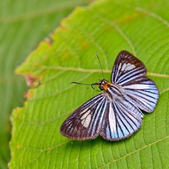 Pythonides lancea