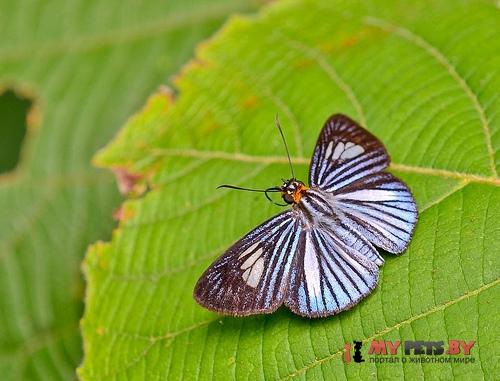 Pythonides lancea