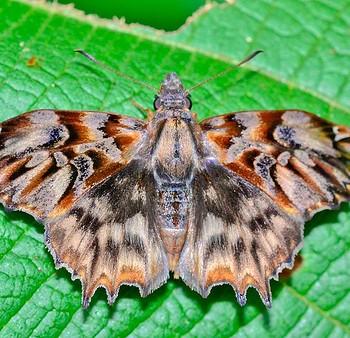 Noctuana diurna