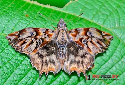 Noctuana diurna