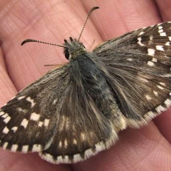 Pyrgus cirsii