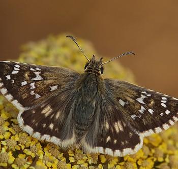 Pyrgus serratulae