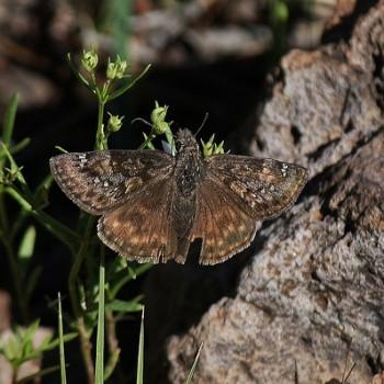 Erynnis meridianus