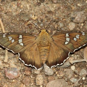 Apyrrothrix araxes