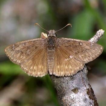 Erynnis telemachus