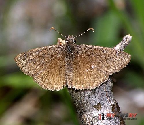 Erynnis telemachus