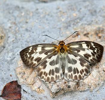 Abraximorpha esta