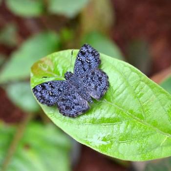 Sarangesa tertullianus