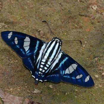 Jemadia hewitsonii