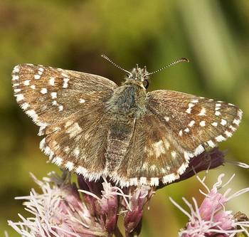 Pyrgus armoricanus