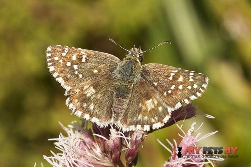 Pyrgus armoricanus