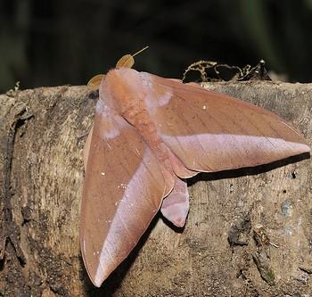 Othorene cadmus