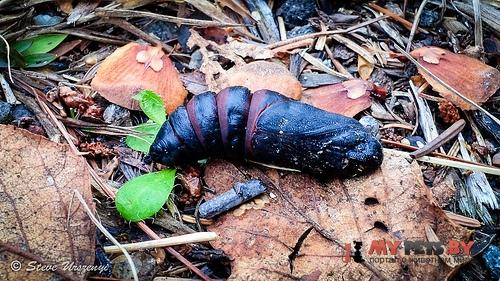 Anisota virginiensis