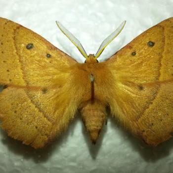 Anthela addita