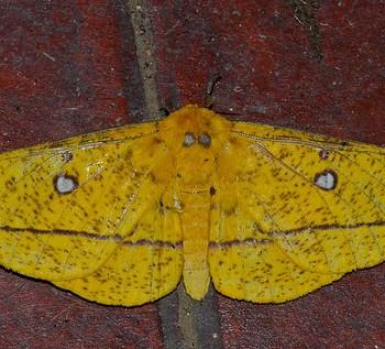 Eacles ducalis