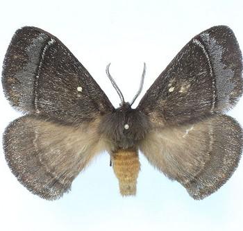 Neopreptos marathusa